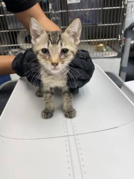 CLEMENTINE -  Domestic Short Hair Cat for Adoption in Albuquerque, New Mexico - CLEMENTINE | PetCurious