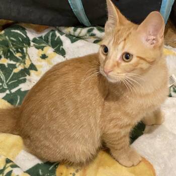 Domestic Short Hair Cats Available for Adoption - Krishna | PetCurious