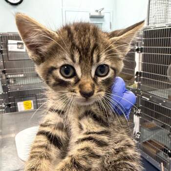 Dominos -  Domestic Short Hair Cat for Adoption in Greensboro, North Carolina - Dominos | PetCurious