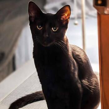 Storm -  Domestic Short Hair Cat for Adoption in Plainfield, Illinois - Storm | PetCurious