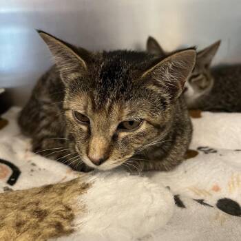 Daffodil -  Domestic Short Hair Cat for Adoption in Matteson, Illinois - Daffodil | PetCurious