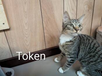 Token 5.26.26 -  Domestic Short Hair Cat for Adoption in Apopka, Florida - Token 5.26.26 | PetCurious