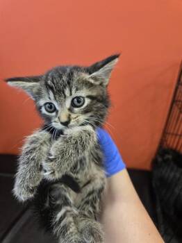 MONTHLY -  Domestic Medium Hair Cat for Adoption in Louisville, Kentucky - MONTHLY | PetCurious