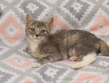 Lane -  Domestic Short Hair Cat for Adoption in Hockessin, Delaware - Lane | PetCurious