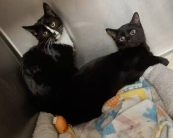 Whiskey -  Domestic Short Hair Cat for Adoption in Leavenworth, Kansas - Whiskey | PetCurious