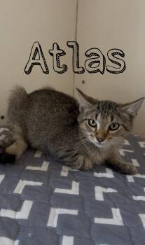Atlas -  Siamese Cat for Adoption in Tyler, Texas - Atlas | PetCurious