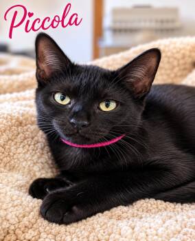Piccola (FCID# 07/22/2026 - 59 Brookhaven PS event -  Domestic Short Hair Cat for Adoption in Greenville, Delaware - Piccola (FCID# 07/22/2026 - 59 Brookhaven PS Event | PetCurious