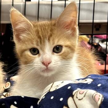 Rescue Domestic Short Hair Cats for Adoption in Long Beach, California - Hobbes | PetCurious