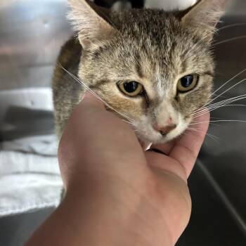 Domestic Short Hair Cats Available for Adoption in Ottawa, Kansas - Goldie | PetCurious