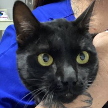 Rescue Domestic Short Hair Cats for Adoption in Greenville, South Carolina - Akasha | PetCurious