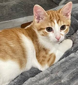 Zach -  Domestic Short Hair Cat for Adoption in Concord, North Carolina - Zach | PetCurious