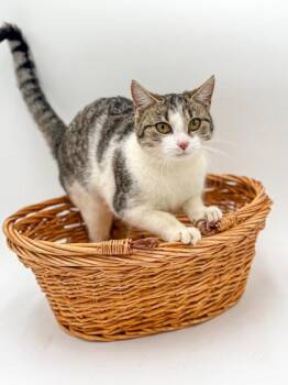 Domestic Short Hair Cats Available for Adoption in Bowling Green, Kentucky - Sadie | PetCurious