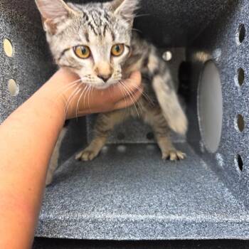 Dottie -  Domestic Short Hair Cat for Adoption in Birmingham, Alabama - Dottie | PetCurious