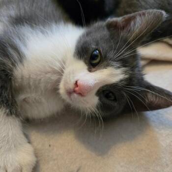 Domestic Short Hair Cats Available for Adoption - Joey - Confident & Outgoing! | PetCurious