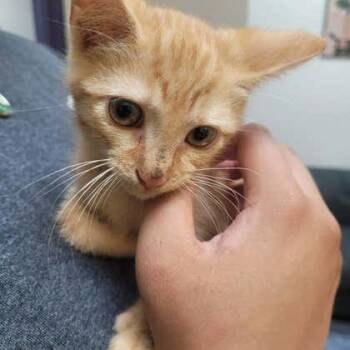 Doodle -  Domestic Short Hair Cat for Adoption in Memphis, Tennessee - Doodle | PetCurious