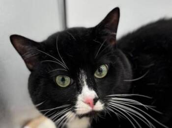 Chris -  Domestic Short Hair Cat for Adoption in Portland, Oregon - Chris | PetCurious