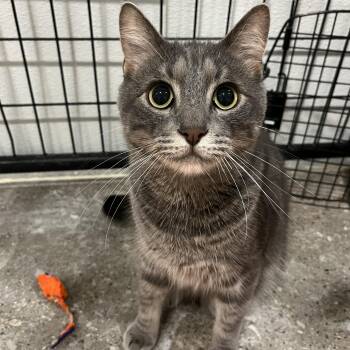 Kemuri -  Domestic Short Hair Cat for Adoption in Columbus, Ohio - Kemuri | PetCurious