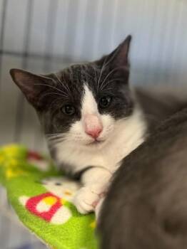 Rescue Domestic Short Hair Cats for Adoption in Baton Rouge, Louisiana - Sullivan | PetCurious