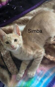 Simba -  Domestic Short Hair Cat for Adoption in The Woodlands, Texas - Simba | PetCurious