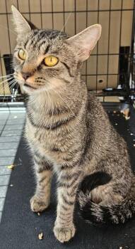 Quinoa -  Domestic Short Hair Cat for Adoption in Chamblee, Georgia - Quinoa | PetCurious