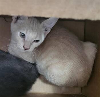 KITKAT -  Domestic Medium Hair Cat for Adoption in Dallas, Texas - KITKAT | PetCurious