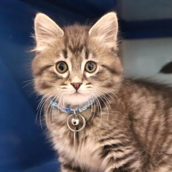 Domestic Short Hair Cats Available for Adoption in Port Washington, New York - Smoke | PetCurious