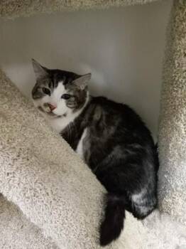 Rescue Domestic Short Hair Cats for Adoption in Boyne City, Michigan - Rockefeller | PetCurious