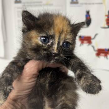 First Smile -  Domestic Short Hair Cat for Adoption in St. Louis, Missouri - First Smile | PetCurious