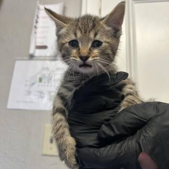 Dr Pepper -  Domestic Short Hair Cat for Adoption in Knoxville, Tennessee - Dr Pepper | PetCurious