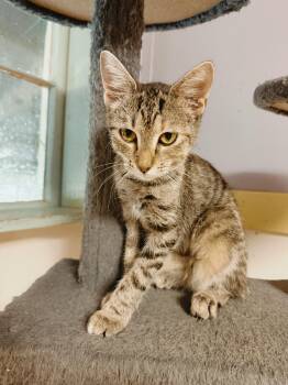 Rescue Domestic Short Hair Cats for Adoption in Varnville, South Carolina - Robyn | PetCurious