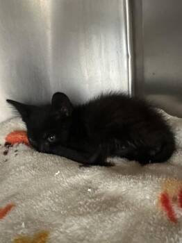 PAW PATROL -  Domestic Short Hair Cat for Adoption in Riverside, California - PAW PATROL | PetCurious