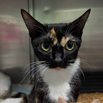 Calypso -  Domestic Short Hair Cat for Adoption in Titusville, Florida - Calypso | PetCurious