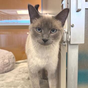 Bevy -  Domestic Short Hair Cat for Adoption in Rifle, Colorado - Bevy | PetCurious