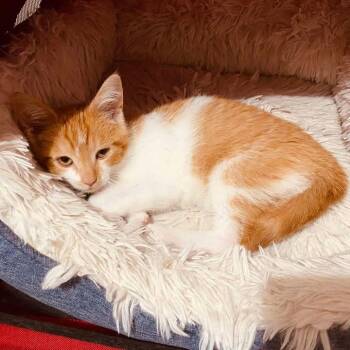 Cheddar ARC2026-426 -  Domestic Short Hair Cat for Adoption in Akron, New York - Cheddar ARC2026-426 | PetCurious