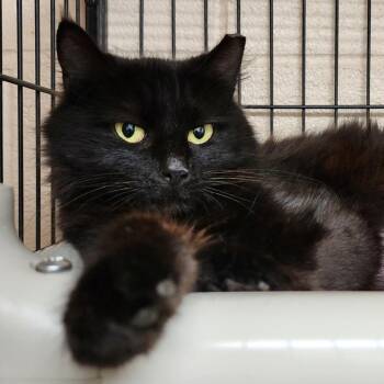 Domestic Long Hair Cats Available for Adoption in Columbus, North Carolina - Midnight | PetCurious