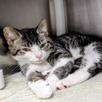 American Bobtail Cats Available for Adoption - Ella | PetCurious