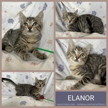 Elanor -  Domestic Short Hair Cat for Adoption in Corpus Christi, Texas - Elanor | PetCurious