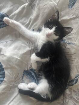 Sissy -  Domestic Short Hair Cat for Adoption in Warrington, Pennsylvania - Sissy | PetCurious