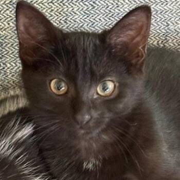 Domestic Short Hair Cats Available for Adoption - Puppy | PetCurious