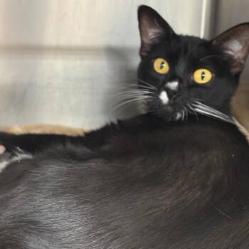 Equinox -  Domestic Short Hair Cat for Adoption in Spokane, Washington - Equinox | PetCurious