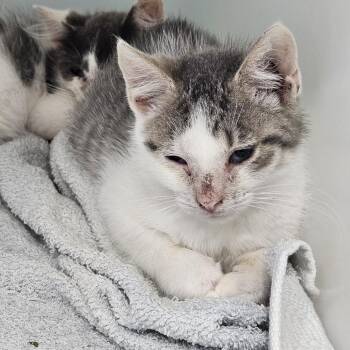 Roto -  Domestic Short Hair Cat for Adoption in Ridgely, Maryland - Roto | PetCurious