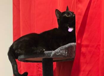 Joker -  Domestic Short Hair Cat for Adoption - Joker | PetCurious
