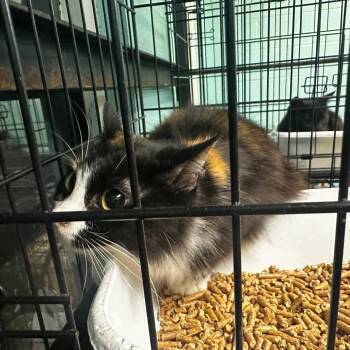 Rescue Domestic Short Hair Cats for Adoption in Gadsden, Alabama - Calicoy | PetCurious