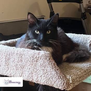 Rescue Domestic Long Hair Cats for Adoption in New York, New York - Chico | PetCurious