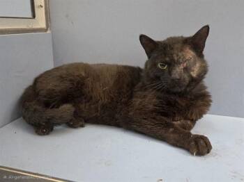 FRITZ -  Domestic Short Hair Cat for Adoption in Martinez, California - FRITZ | PetCurious