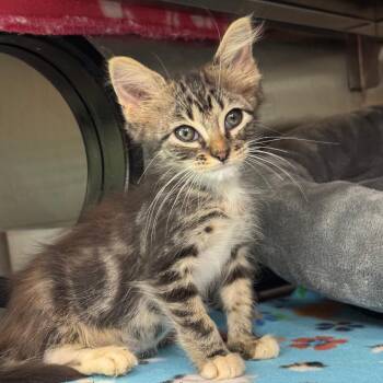 Marbles 24 -  Domestic Short Hair Cat for Adoption in Austin, Texas - Marbles 24 | PetCurious