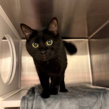 Rescue Domestic Short Hair Cats for Adoption in Council Bluffs, Iowa - Bella | PetCurious