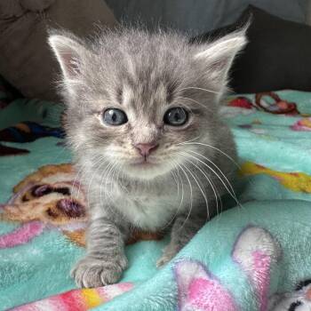Tommy -  Domestic Short Hair Cat for Adoption in Hackett, Arkansas - Tommy | PetCurious