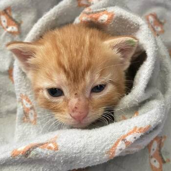Domestic Short Hair Cats Available for Adoption in Bentonville, Arkansas - Ross | PetCurious
