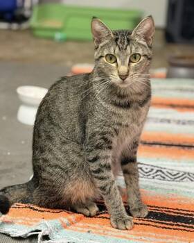 Shirley Manson -  Domestic Short Hair Cat for Adoption in Vancouver, Washington - Shirley Manson | PetCurious
